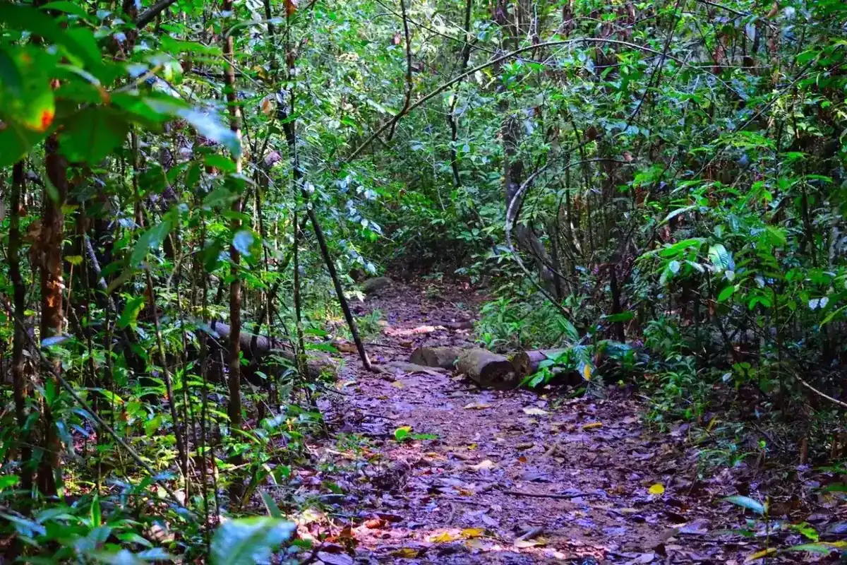 Kanneliya forest