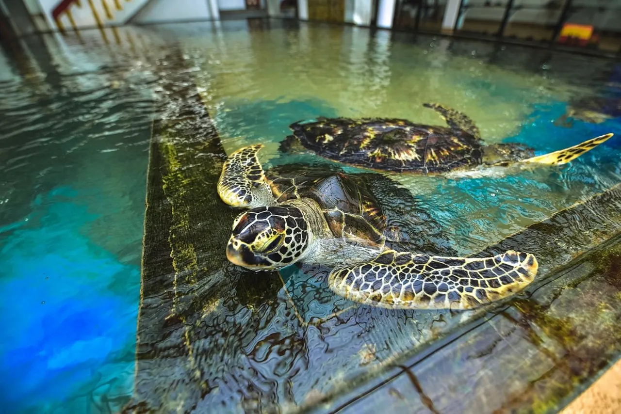 Sea turtle farm